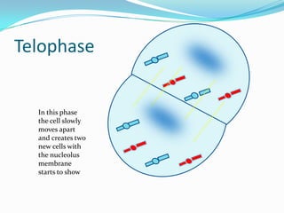 TelophaseIn this phase the cell slowly moves apart and creates two new cells with the nucleolus membrane starts to show