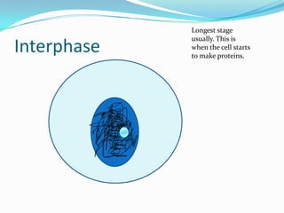 Longest stage usually. This is when the cell starts to make proteins.Interphase