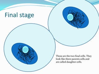 Final stageThese are the two final cells. They look like there parents cells and are called daughter cells.