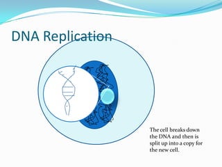 DNA ReplicationThe cell breaks down the DNA and then is split up into a copy for the new cell.