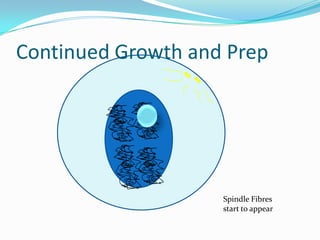 Continued Growth and PrepSpindle Fibres start to appear