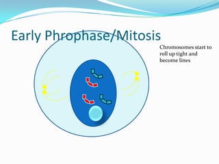 Early Phrophase/MitosisChromosomes start to roll up tight and become lines