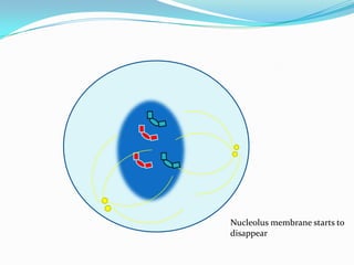 Nucleolus membrane starts to disappear