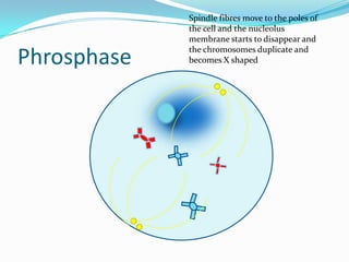 PhrosphaseSpindle fibres move to the poles of the cell and the nucleolus membrane starts to disappear and the chromosomes duplicate and becomes X shaped