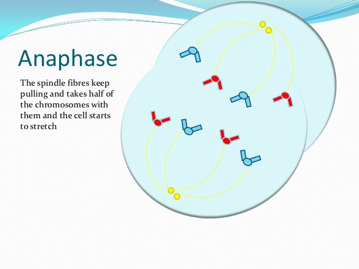 mitosis phases flip book mitosis phases flip book