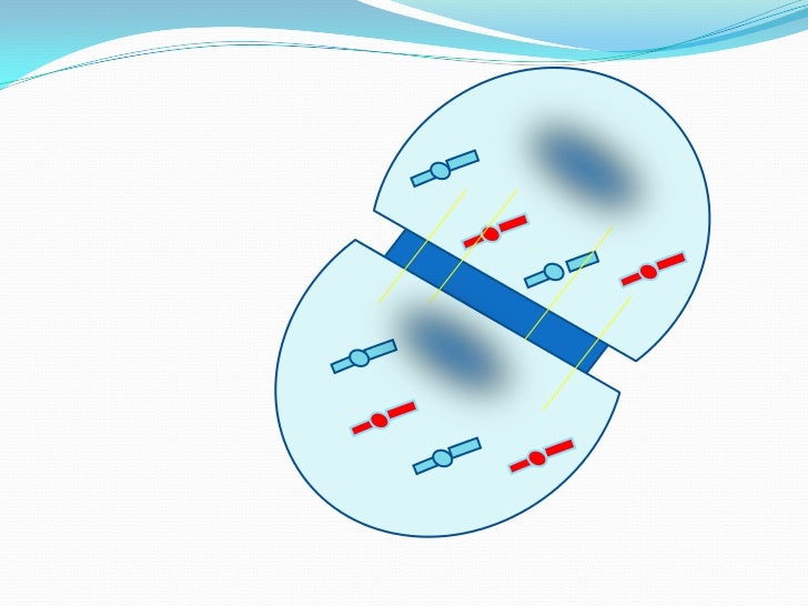 mitosis flip book questions answers mitosis flip book questions answers