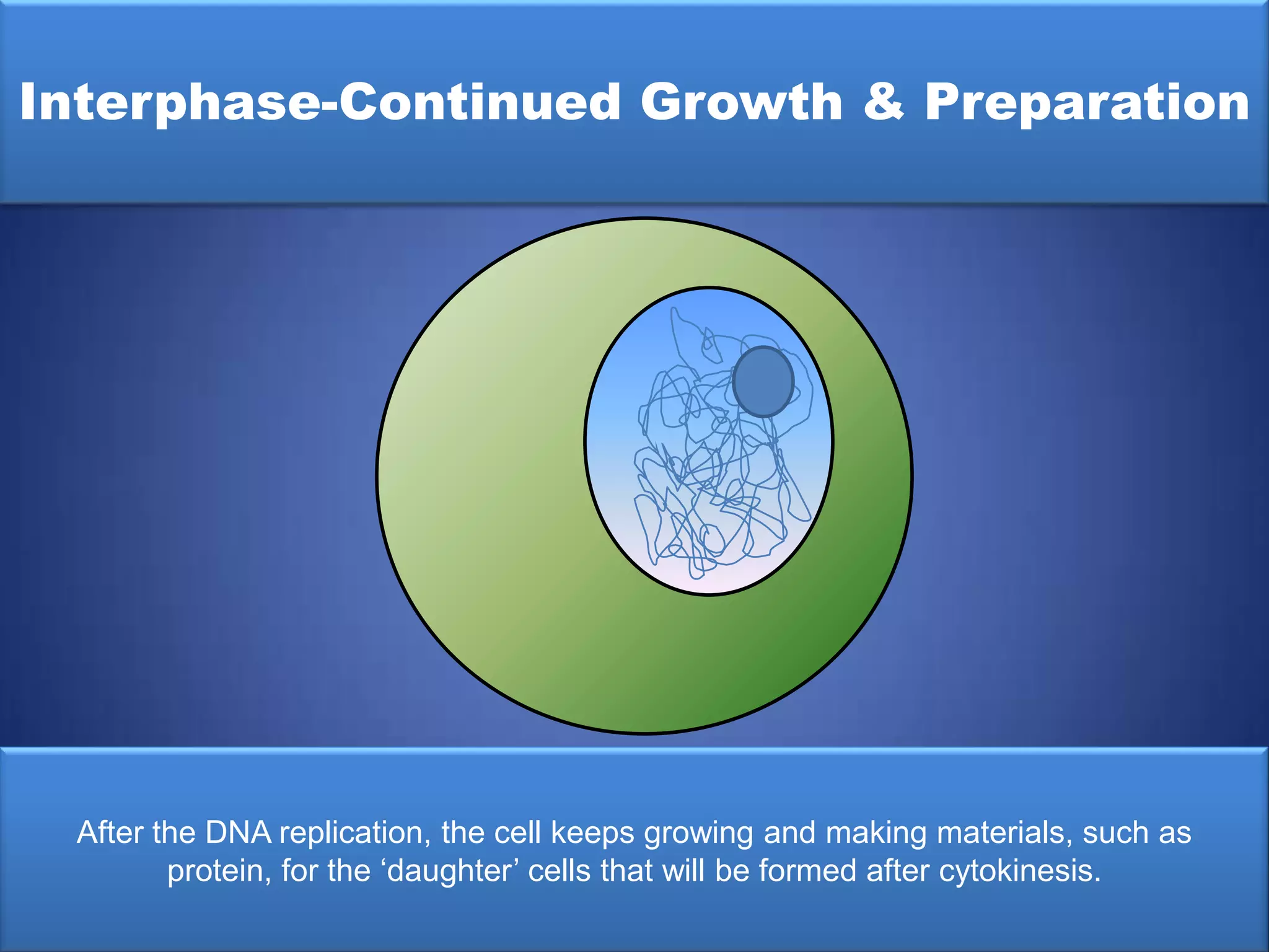 Cell Cycle Flipbook | PPTX