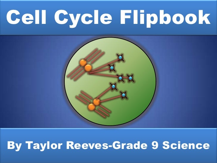 cell division and mitosis flip book list of events cell division and mitosis flip book list of events