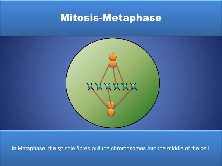 Mitosis flip book diagram masters answer key - nalily