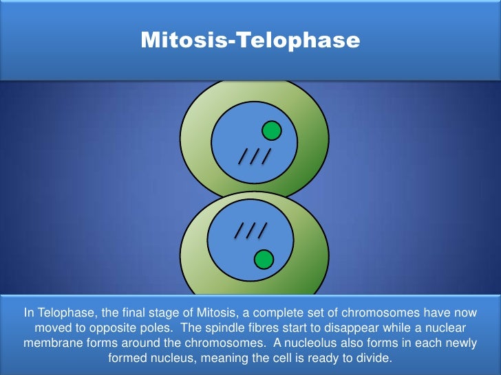 stages of mitosis flip book stages of mitosis flip book