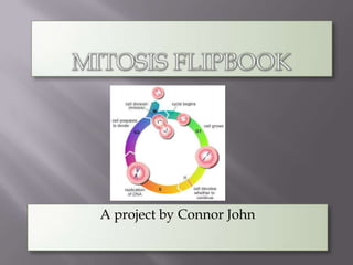 Mitosis Flipbook A project by Connor John 