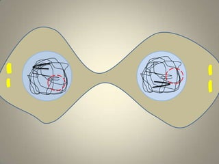 mitosis flip book telophase