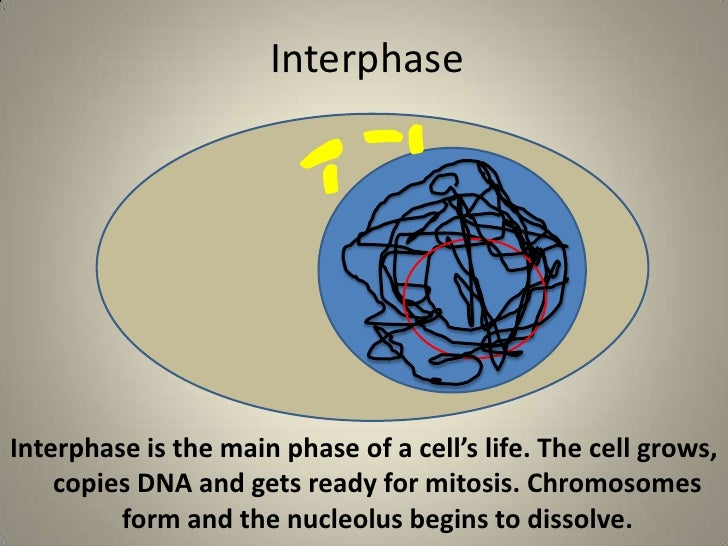 answer key for mitosis 14 steps flip book answer key for mitosis 14 steps flip book
