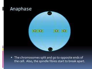 AnaphaseThe chromosomes split and go to opposite ends of the cell.  Also, the spindle fibres start to break apart.