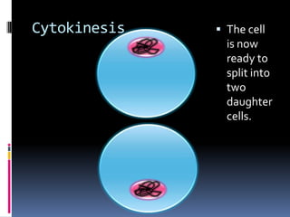 The cell is now ready to split into two daughter cells.Cytokinesis