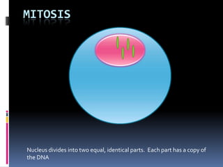 MitosisNucleus divides into two equal, identical parts.  Each part has a copy of the DNA