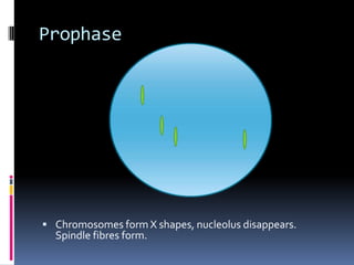 ProphaseChromosomes form X shapes, nucleolus disappears.  Spindle fibres form.