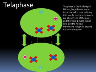 TelaphaseTelaphase is the final step of Mitosis, here the once used to be one cell is now splitting into 2 cells, the chromosomes are at each end of the poles and there are 2 nuclei in one cell, also the nuclear membrane reappears around each chromosome