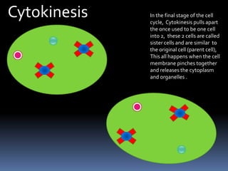 CytokinesisIn the final stage of the cell cycle,  Cytokinesis pulls apart the once used to be one cell into 2,  these 2 cells are called sister cells and are similar  to the original cell (parent cell),This all happens when the cell membrane pinches together and releases the cytoplasm and organelles .
