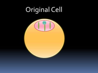 Original Cell
