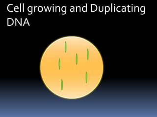 Cell growing and Duplicating DNA