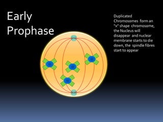 Early ProphaseDuplicated Chromosomes  form an “x” shape  chromosome, the Nucleus will disappear  and nuclear membrane starts to die down, the  spindle fibres start to appear 