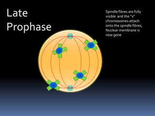 Late ProphaseSpindle fibres are fully visible  and the “x” chromosomes attach onto the spindle fibres, Nuclear membrane is now gone