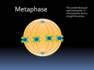 MetaphaseThe spindle fibres pull tight making the “x” chromosomes  form a straight line across