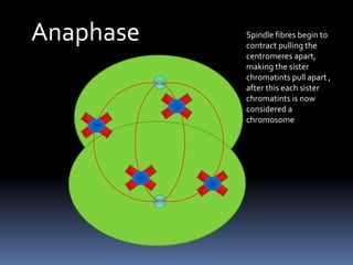 AnaphaseSpindle fibres begin to contract pulling the centromeres apart, making the sister chromatints pull apart ,  after this each sister chromatints is now considered a chromosome 