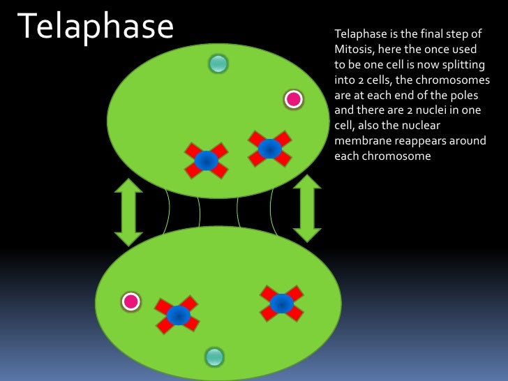 mitosis flip book interphase mitosis flip book interphase