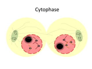 Mitosis Flip Book | PPTX