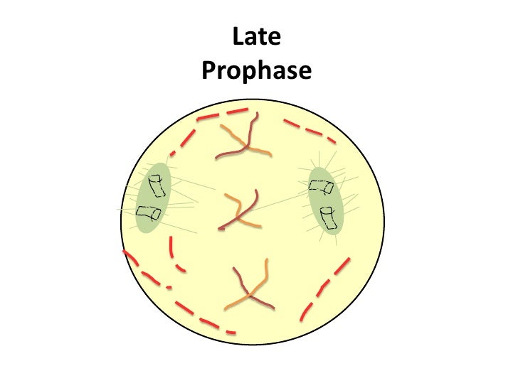 mitosis flip book pdf