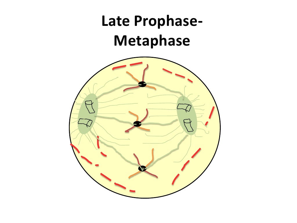 Mitosis flip book diagram masters - republicrilly