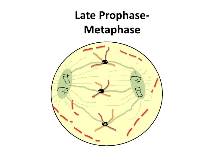 interphase mitosis flip book interphase mitosis flip book