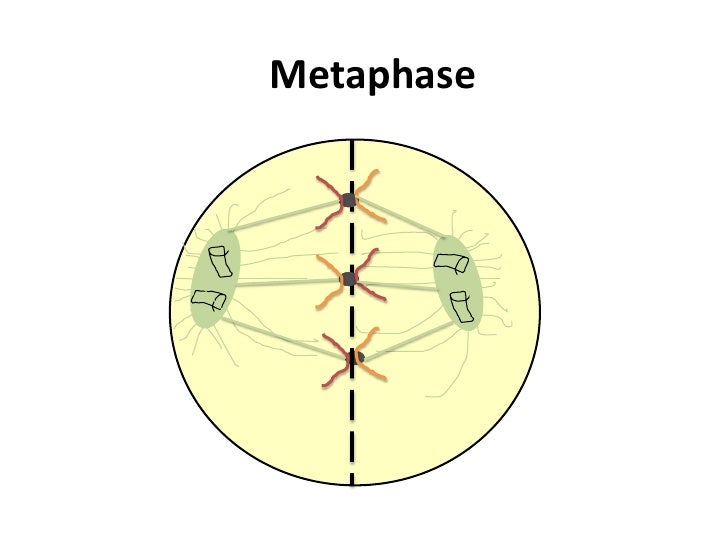 mitosis flip book metaphase mitosis flip book metaphase