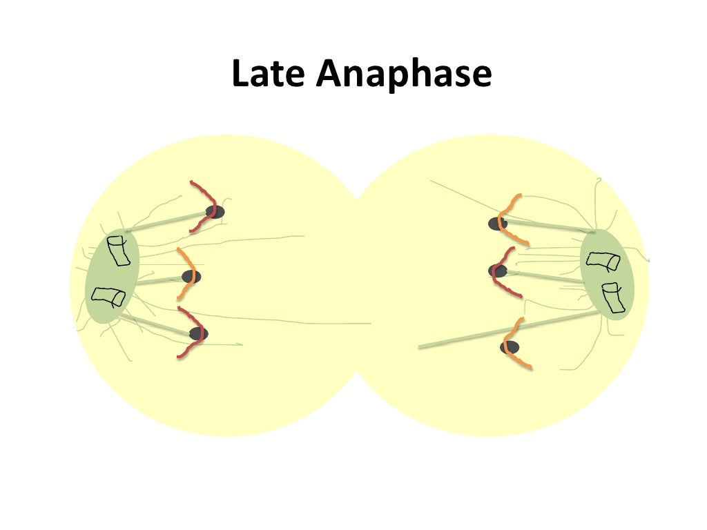 mitosis flip book telophase mitosis flip book telophase