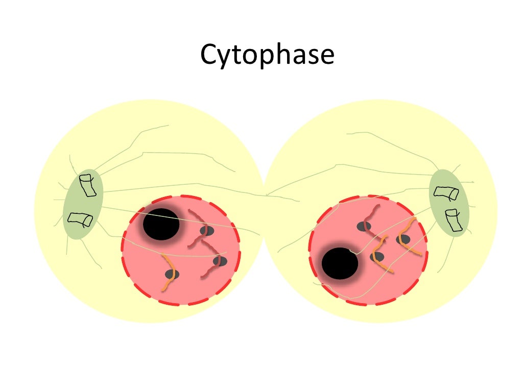 mitosis animation flip book mitosis animation flip book