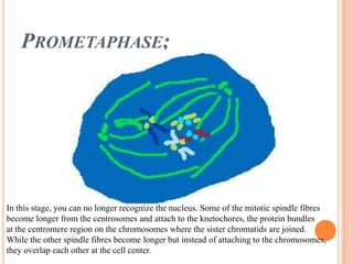 Prometaphase;In this stage, you can no longer recognize the nucleus. Some of the mitotic spindle fibres become longer from the centrosomes and attach to the knetochores, the protein bundles at the centromere region on the chromosomes where the sister chromatidsare joined. While the other spindle fibres become longer but instead of attaching to the chromosomes, they overlap each other at the cell center. 