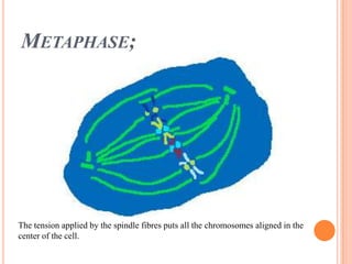Metaphase;The tension applied by the spindle fibres puts all the chromosomes aligned in the center of the cell. 