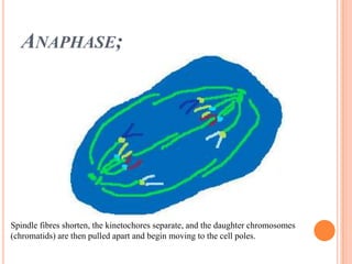 Anaphase;Spindle fibres shorten, the kinetochores separate, and the daughter chromosomes (chromatids) are then pulled apart and begin moving to the cell poles.  