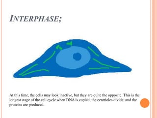 Interphase;At this time, the cells may look inactive, but they are quite the opposite. This is the longest stage of the cell cycle when DNA is copied, the centriolesdivide, and the proteins are produced. 