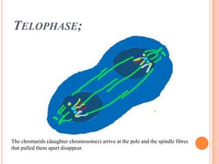 Telophase;The chromatids (daughter chromosomes) arrive at the pole and the spindle fibres that pulled them apart disappear.