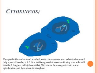 Cytokinesis;The spindle fibres that aren’t attached to the chromosomes start to break down until only a part of overlap is left. It is in this region that a contractile ring leaves the cell into the 2 daughter cells (chromatids). Microtubes then reorganize into a new cytoskeleton, and then return to interphase.