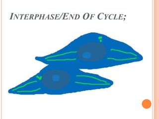 Interphase/End Of Cycle;