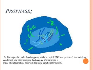 Prophase;At this stage, the nucleolus disappears, and the copied DNA and proteins (chromatin) are condensed into chromosomes. Each copied chromosome is made of 2 chromatids, both with the same genetic information.