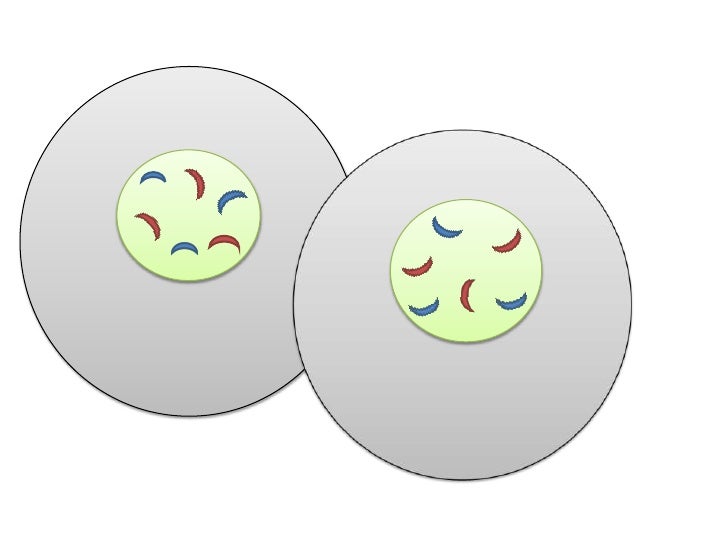 mitosis flip book