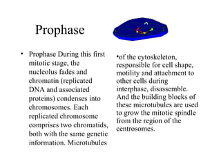 Prophase Prophase  During this first mitotic stage, the nucleolus fades and chromatin (replicated DNA and associated proteins) condenses into chromosomes. Each replicated chromosome comprises two chromatids, both with the same genetic information. Microtubules of the cytoskeleton, responsible for cell shape, motility and attachment to other cells during interphase, disassemble. And the building blocks of these microtubules are used to grow the mitotic spindle from the region of the centrosomes.  