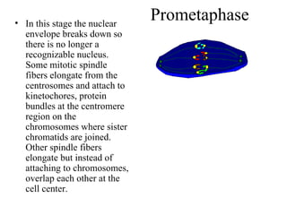 Prometaphase In this stage the nuclear envelope breaks down so there is no longer a recognizable nucleus. Some mitotic spindle fibers elongate from the centrosomes and attach to kinetochores, protein bundles at the centromere region on the chromosomes where sister chromatids are joined. Other spindle fibers elongate but instead of attaching to chromosomes, overlap each other at the cell center.  