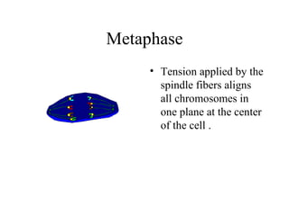 Metaphase Tension applied by the spindle fibers aligns all chromosomes in one plane at the center of the cell  . 