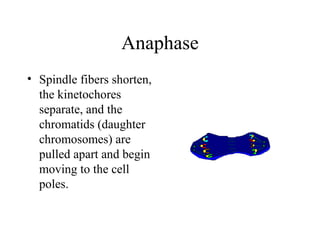 Anaphase Spindle fibers shorten, the kinetochores separate, and the chromatids (daughter chromosomes) are pulled apart and begin moving to the cell poles.  